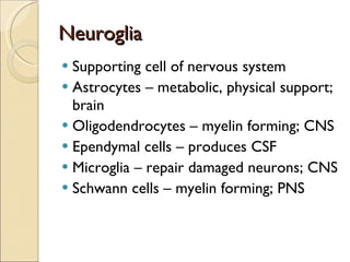 Neuroglia Supporting cell of nervous system Astrocytes – metabolic, physical support; brain Oligodendrocytes – myelin forming; CNS Ependymal cells – produces CSF Microglia – repair damaged neurons; CNS Schwann cells – myelin forming; PNS 