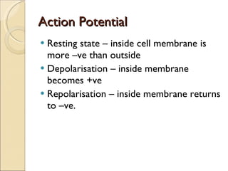 Action Potential Resting state – inside cell membrane is more –ve than outside Depolarisation – inside membrane becomes +ve Repolarisation – inside membrane returns to –ve. 