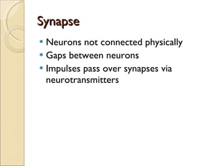 Synapse Neurons not connected physically Gaps between neurons Impulses pass over synapses via neurotransmitters 
