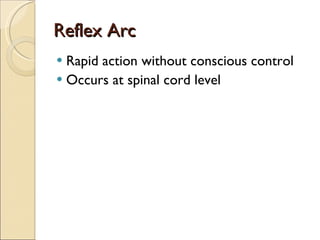 Reflex Arc Rapid action without conscious control Occurs at spinal cord level 