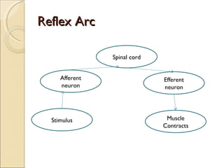Reflex Arc Stimulus Afferent neuron Spinal cord Efferent neuron Muscle Contracts 