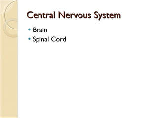Central Nervous System Brain Spinal Cord 