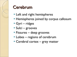 Cerebrum Left and right hemispheres Hemispheres joined by corpus callosum Gyri – ridges Sulci – grooves Fissures – deep grooves Lobes – regions of cerebrum Cerebral cortex – grey matter 