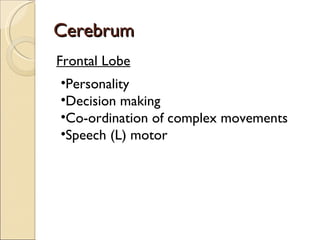 Cerebrum Frontal Lobe Personality Decision making Co-ordination of complex movements Speech (L) motor 