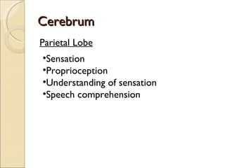 Cerebrum Parietal Lobe Sensation Proprioception Understanding of sensation Speech comprehension 