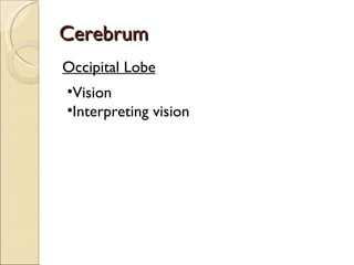 Cerebrum Occipital Lobe Vision Interpreting vision 