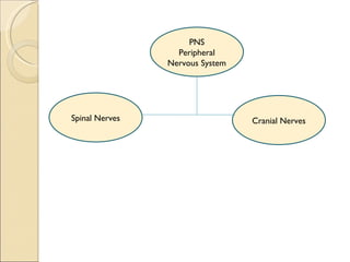 PNS Peripheral Nervous System Spinal Nerves Cranial Nerves 
