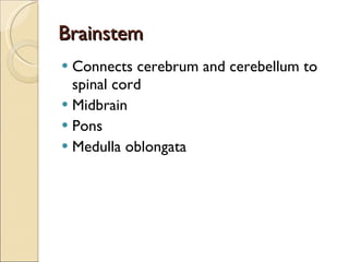 Brainstem Connects cerebrum and cerebellum to spinal cord Midbrain Pons Medulla oblongata 