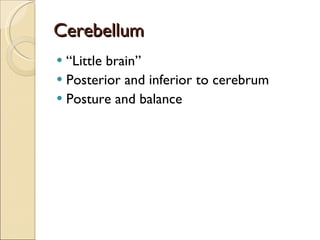 Cerebellum “ Little brain” Posterior and inferior to cerebrum Posture and balance 
