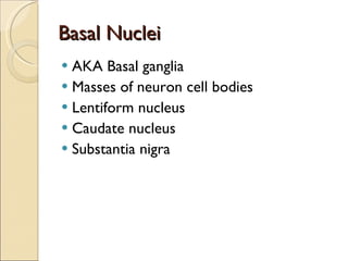 Basal Nuclei AKA Basal ganglia Masses of neuron cell bodies Lentiform nucleus Caudate nucleus Substantia nigra 