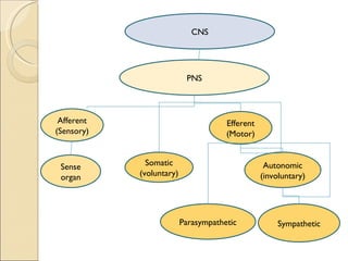 CNS PNS Afferent (Sensory) Efferent (Motor) Sense organ Somatic (voluntary) Autonomic (involuntary) Parasympathetic Sympathetic 