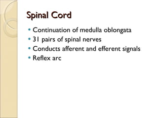 Spinal Cord Continuation of medulla oblongata 31 pairs of spinal nerves Conducts afferent and efferent signals Reflex arc 