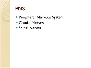 PNS Peripheral Nervous System Cranial Nerves Spinal Nerves 