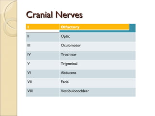 Cranial Nerves I I Olfactory II Optic III Oculomotor IV Trochlear V Trigeminal VI Abducens VII Facial VIII Vestibulocochlear I Olfactory 