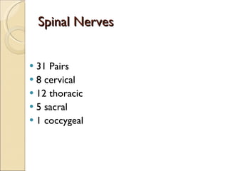 Spinal Nerves 31 Pairs 8 cervical 12 thoracic 5 sacral 1 coccygeal 