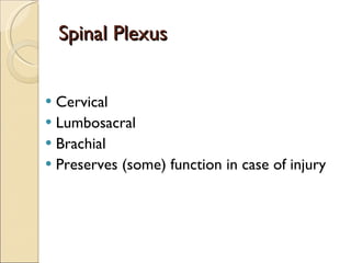 Spinal Plexus Cervical Lumbosacral Brachial Preserves (some) function in case of injury 