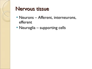 Nervous tissue Neurons – Afferent, interneurons, efferent Neuroglia – supporting cells 