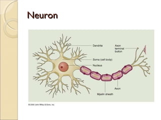 Neuron 