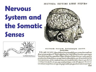 Nervous
System and
the Somatic
Senses
 