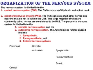 The nervous system is divided into the
1. central nervous system (CNS) The CNS consists of the brain and spinal cord.
2. peripheral nervous system (PNS). The PNS consists of all other nerves and
neurons that do not lie within the CNS. The large majority of what are
commonly called nerves are considered to be PNS. The peripheral nervous
system is divided into the
1. somatic nervous system and the
2. autonomic nervous system. The Autonomic is further divided
into the
1. Sympathetic,
2. Parasympathetic, and
3. Enteric Nervous systems
OrganizatiOn Of the nervOus system
Peripheral Somatic
Autonomic Sympathetic
Parasympathetic
Enteric
Central
 