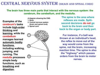 The brain has three main parts that interact with the nervous system: the
cerebrum, the cerebellum, and the medulla.
Central nervOus system (brain and spinal COrd)
Examples of the
cerebrum's tasks
include high-order
thinking and
learning, while the
cerebellum
manages learned
automatic bodily
functions,
including walking,
jumping, and
running. The
medulla processes
simple body
functions, such as
breathing and
digestion.
The spine is the area where
reflexes are made. Split-
second decisions do not go
back to the brain and then
back to the organ or body part.
For instance, if a ball was
thrown at an individual's head,
the reflex to move out of the
way would come from the
spine, not the brain, increasing
reaction time. The spine is also
the "highway" which passes
orders from the brain to motor
nerves.
A diagram showing the CNS:
1. Brain
2. Central nervous system
(brain and spinal cord)
3. Spinal cord
 