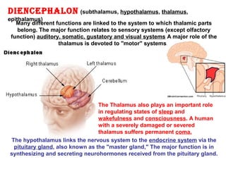 dienCephalOn (subthalamus, hypothalamus, thalamus,
epithalamus)
The Thalamus also plays an important role
in regulating states of sleep and
wakefulness and consciousness. A human
with a severely damaged or severed
thalamus suffers permanent coma.
Many different functions are linked to the system to which thalamic parts
belong. The major function relates to sensory systems (except olfactory
function) auditory, somatic, gustatory and visual systems A major role of the
thalamus is devoted to "motor" systems.
The hypothalamus links the nervous system to the endocrine system via the
pituitary gland, also known as the "master gland," The major function is in
synthesizing and secreting neurohormones received from the pituitary gland.
 