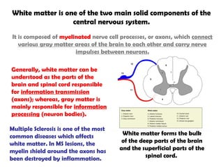 White matter is one of the two main solid components of the
central nervous system.
It is composed of myelinated nerve cell processes, or axons, which connect
various gray matter areas of the brain to each other and carry nerve
impulses between neurons.
Generally, white matter can be
understood as the parts of the
brain and spinal cord responsible
for information transmission
(axons); whereas, gray matter is
mainly responsible for information
processing (neuron bodies).
White matter forms the bulk
of the deep parts of the brain
and the superficial parts of the
spinal cord.
Multiple Sclerosis is one of the most
common diseases which affects
white matter. In MS lesions, the
myelin shield around the axons has
been destroyed by inflammation.
 
