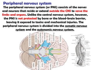 Peripheral nervous system
The peripheral nervous system (or PNS) consists of the nerves
and neurons that reside or extend outside the CNS to serve the
limbs and organs. Unlike the central nervous system, however,
the PNS is not protected by bone or the blood-brain barrier,
leaving it exposed to toxins and mechanical injuries. The
peripheral nervous system is divided into the somatic nervous
system and the autonomic nervous system.
 