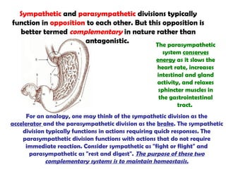 Sympathetic and parasympathetic divisions typically
function in opposition to each other. But this opposition is
better termed complementary in nature rather than
antagonistic.
For an analogy, one may think of the sympathetic division as the
accelerator and the parasympathetic division as the brake. The sympathetic
division typically functions in actions requiring quick responses. The
parasympathetic division functions with actions that do not require
immediate reaction. Consider sympathetic as "fight or flight" and
parasympathetic as "rest and digest". The purpose of these two
complementary systems is to maintain homeostasis.
The parasympathetic
system conserves
energy as it slows the
heart rate, increases
intestinal and gland
activity, and relaxes
sphincter muscles in
the gastrointestinal
tract.
 