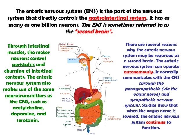 Nervoussystem