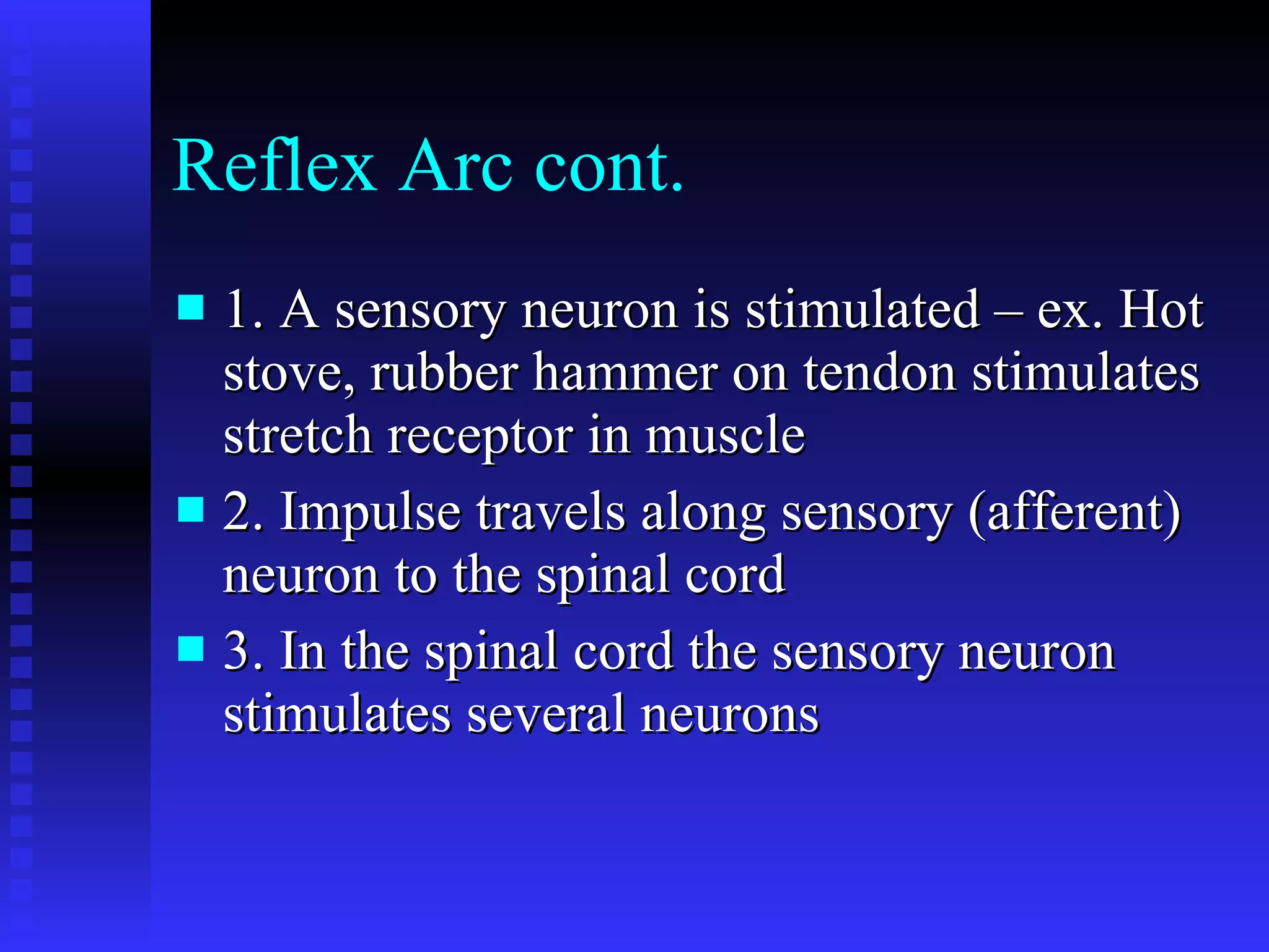 Reflex Arc cont. 1. A sensory neuron is stimulated – ex. Hot stove, rubber hammer on tendon stimulates stretch receptor in muscle 2. Impulse travels along sensory (afferent) neuron to the spinal cord 3. In the spinal cord the sensory neuron stimulates several neurons 