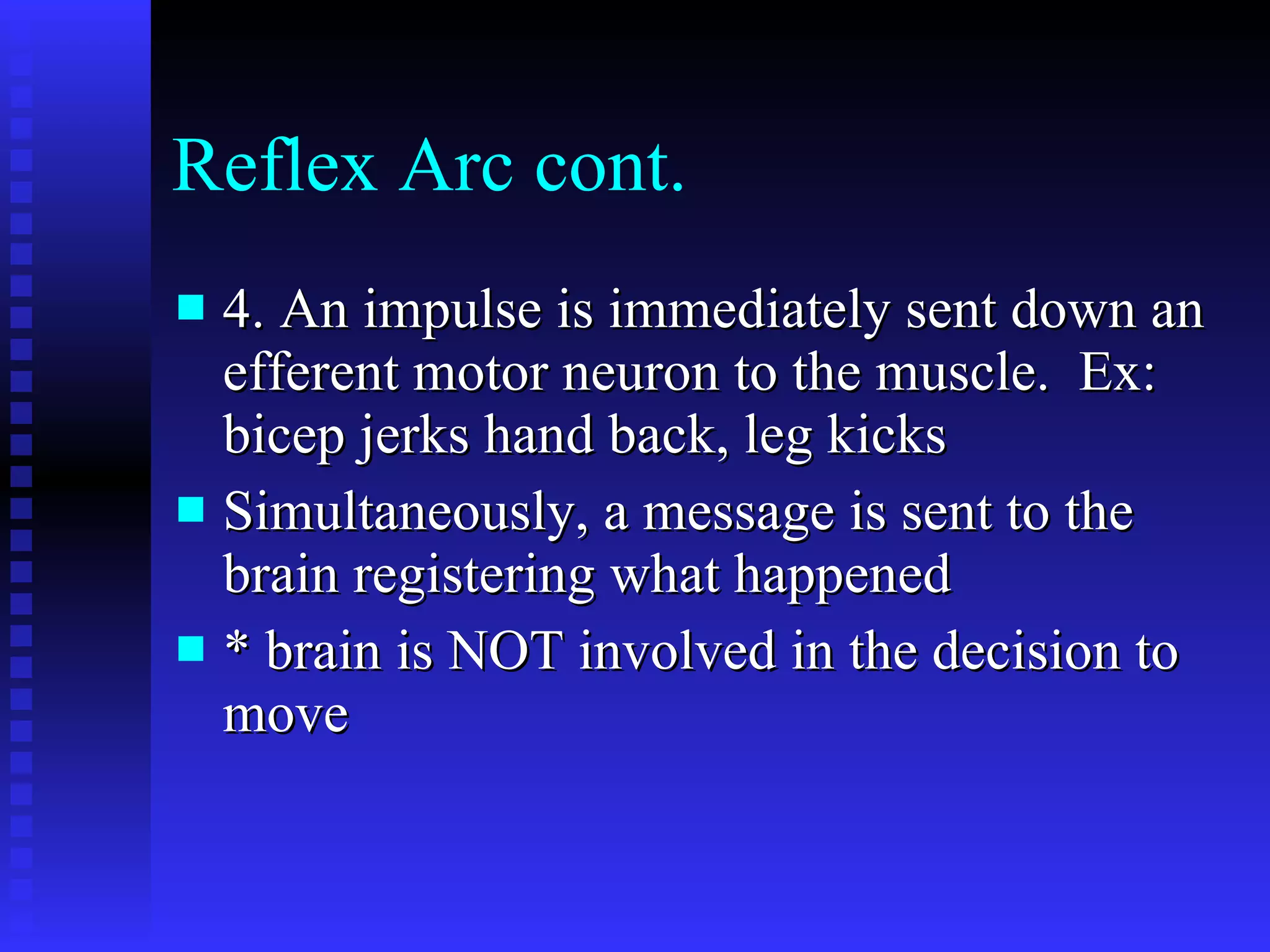 Reflex Arc cont. 4. An impulse is immediately sent down an efferent motor neuron to the muscle.  Ex: bicep jerks hand back, leg kicks Simultaneously, a message is sent to the brain registering what happened * brain is NOT involved in the decision to move 