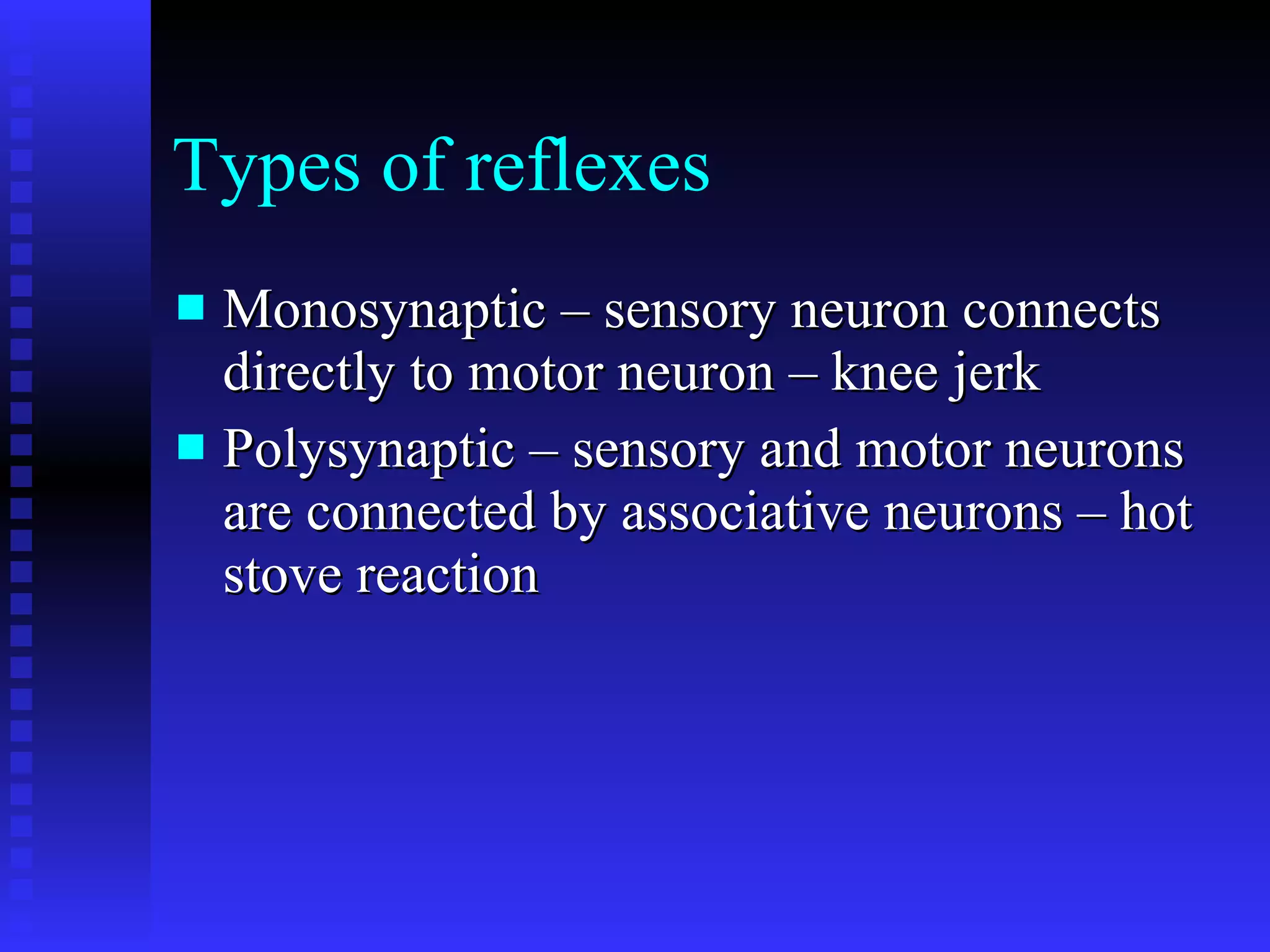 Types of reflexes Monosynaptic – sensory neuron connects directly to motor neuron – knee jerk Polysynaptic – sensory and motor neurons are connected by associative neurons – hot stove reaction 