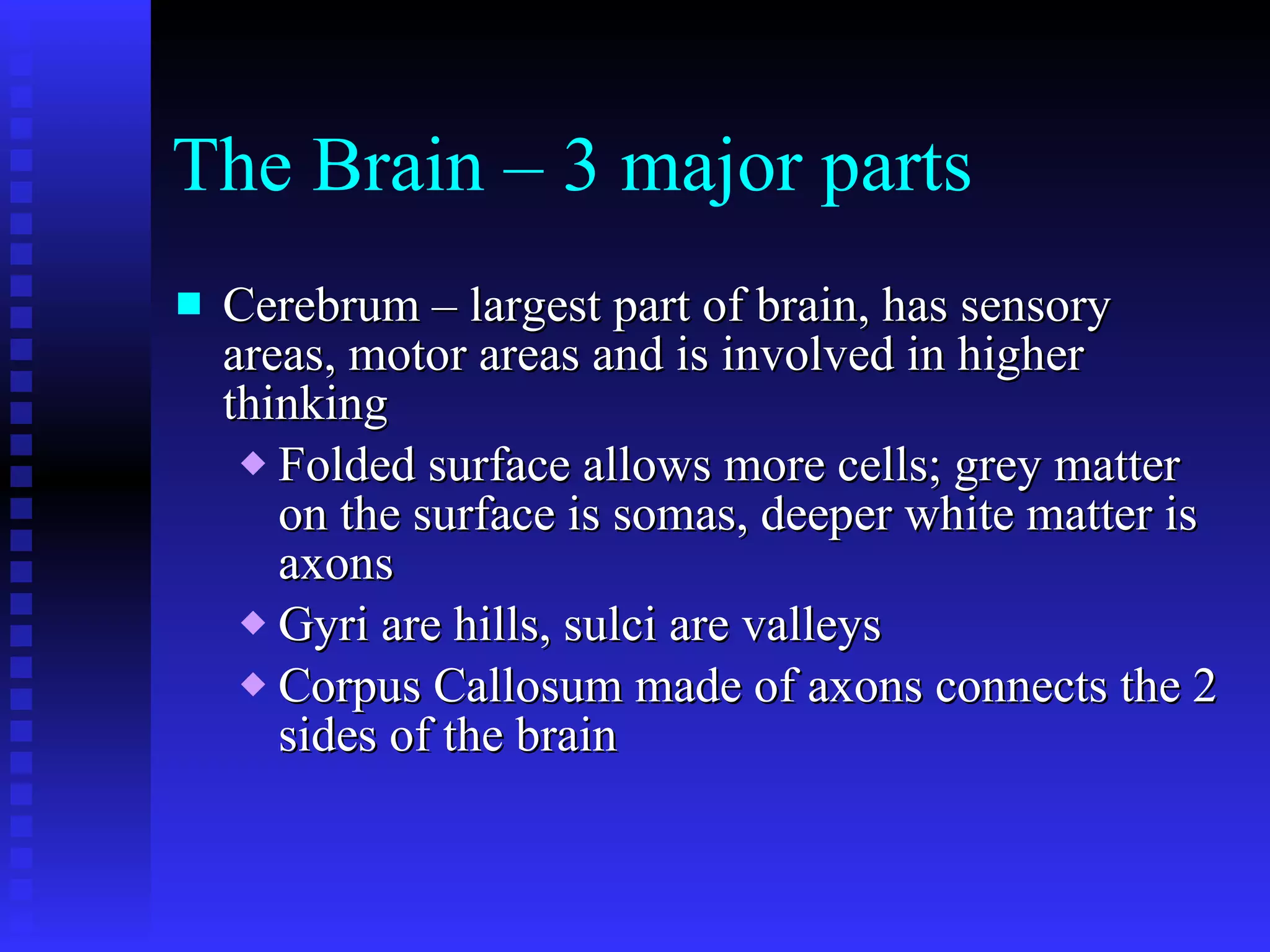 The Brain – 3 major parts Cerebrum – largest part of brain, has sensory areas, motor areas and is involved in higher thinking Folded surface allows more cells; grey matter on the surface is somas, deeper white matter is axons Gyri are hills, sulci are valleys Corpus Callosum made of axons connects the 2 sides of the brain 