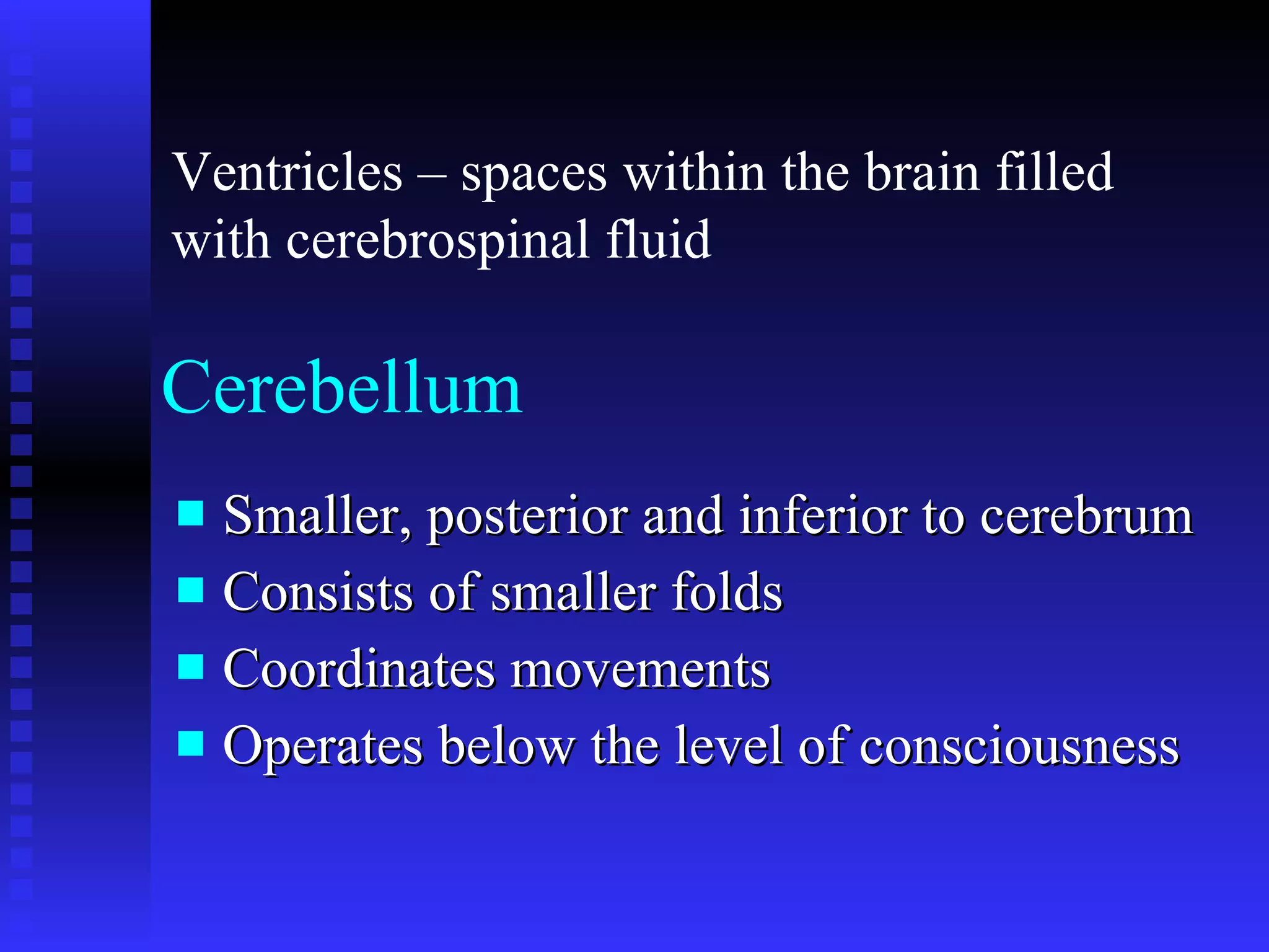 Cerebellum  Smaller, posterior and inferior to cerebrum Consists of smaller folds Coordinates movements Operates below the level of consciousness Ventricles – spaces within the brain filled with cerebrospinal fluid 