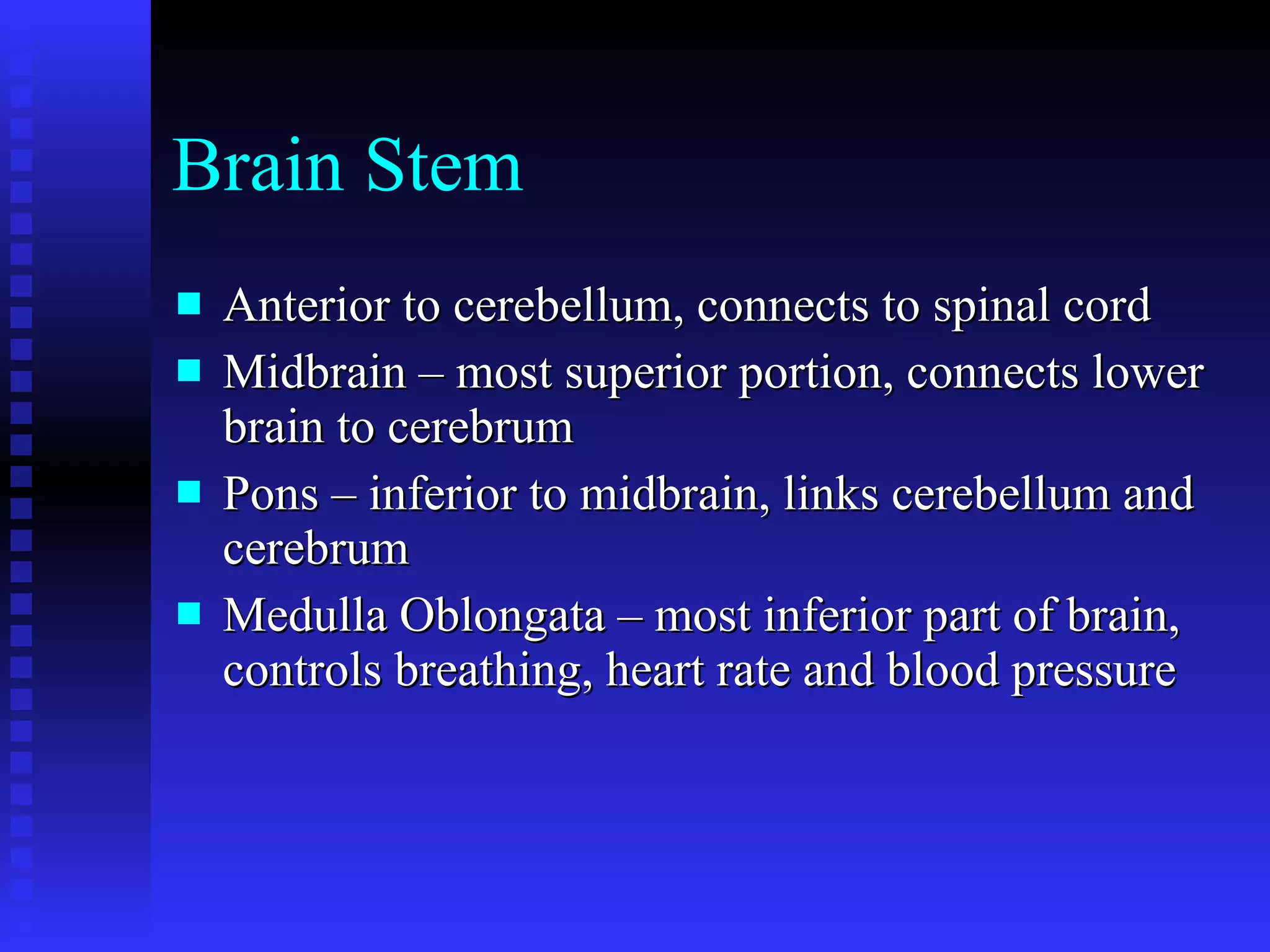 Brain Stem Anterior to cerebellum, connects to spinal cord Midbrain – most superior portion, connects lower brain to cerebrum Pons – inferior to midbrain, links cerebellum and cerebrum Medulla Oblongata – most inferior part of brain, controls breathing, heart rate and blood pressure 