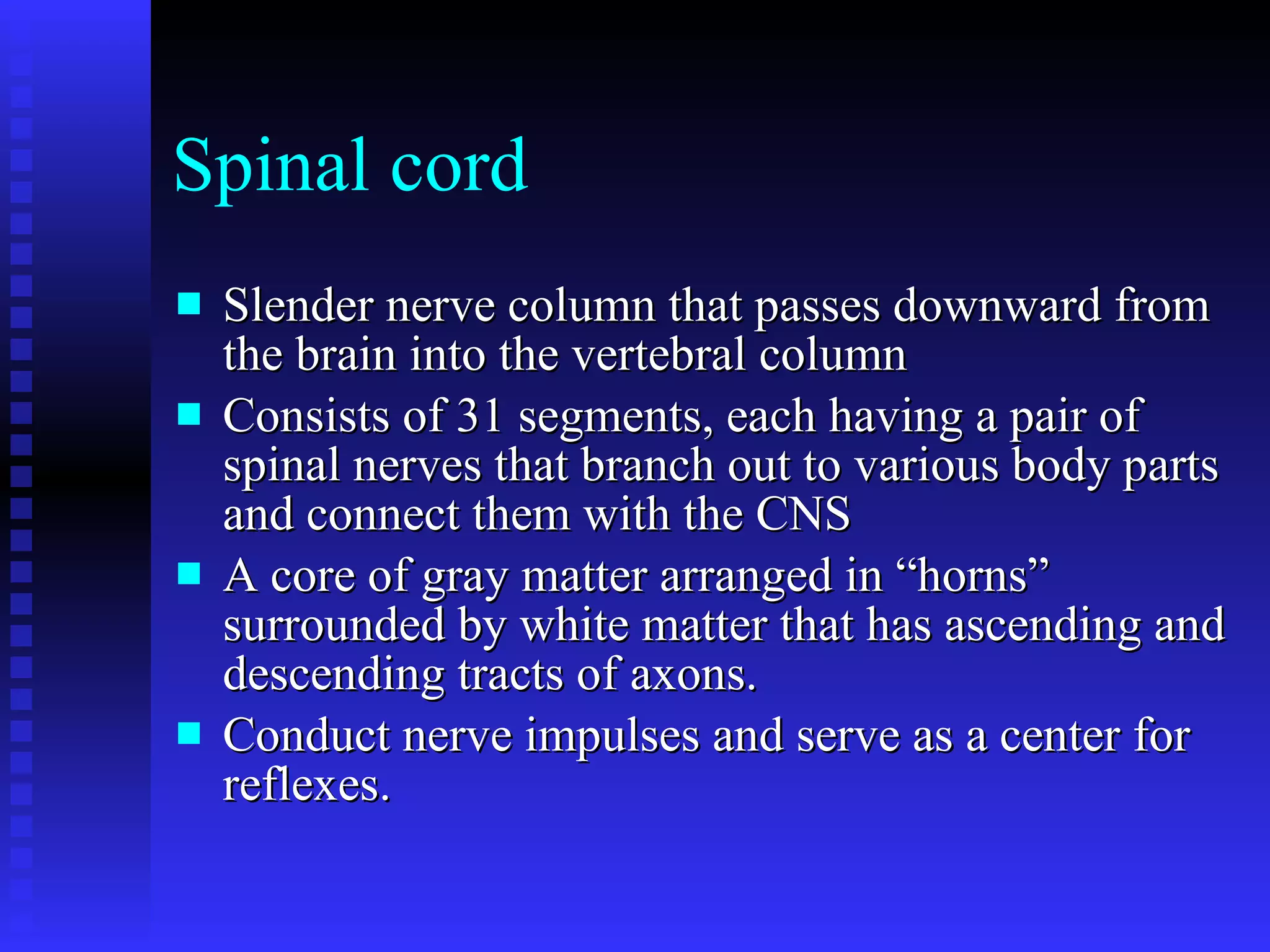 Spinal cord Slender nerve column that passes downward from the brain into the vertebral column Consists of 31 segments, each having a pair of spinal nerves that branch out to various body parts and connect them with the CNS A core of gray matter arranged in “horns” surrounded by white matter that has ascending and descending tracts of axons. Conduct nerve impulses and serve as a center for reflexes. 