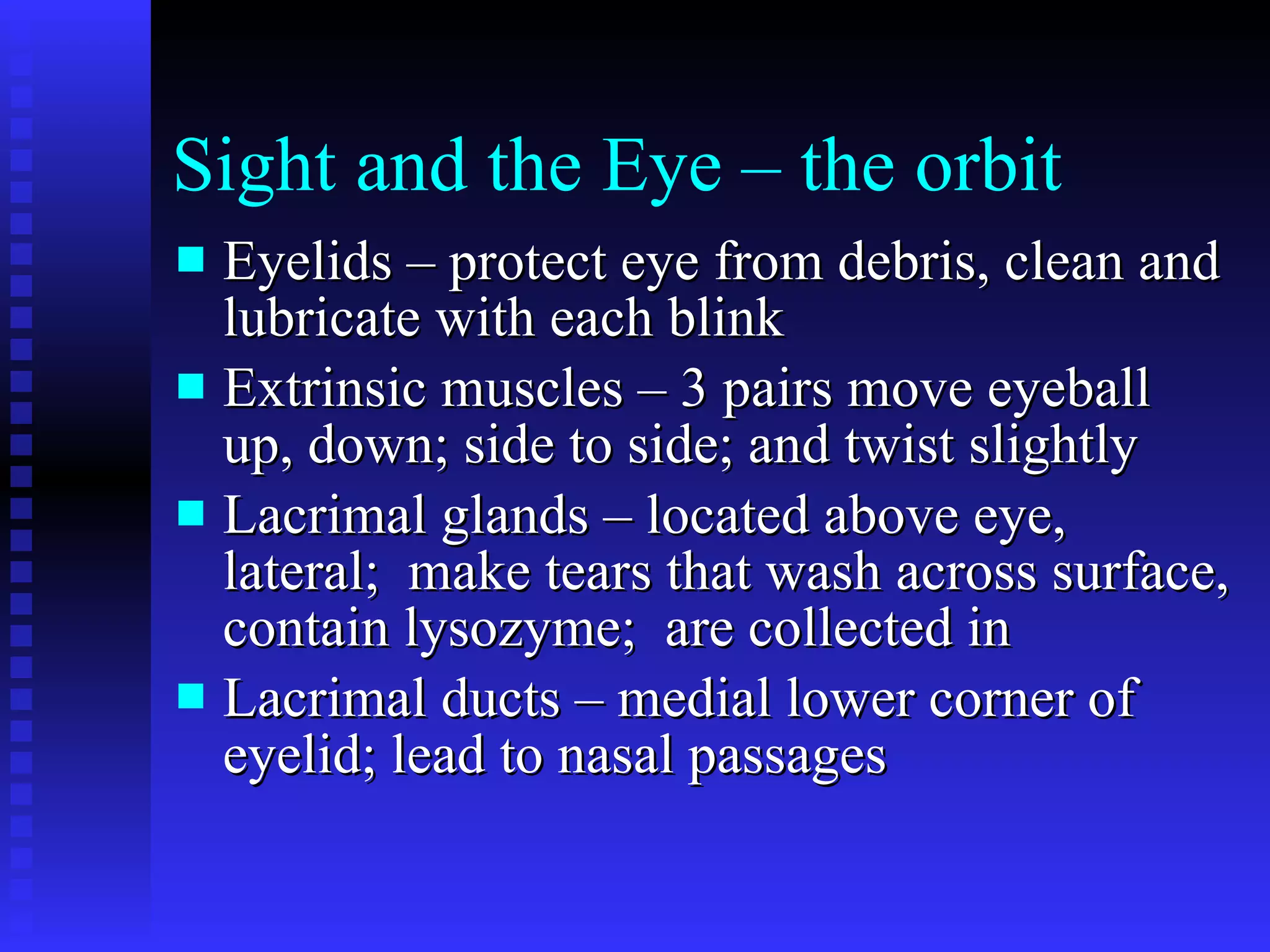Sight and the Eye – the orbit Eyelids – protect eye from debris, clean and lubricate with each blink Extrinsic muscles – 3 pairs move eyeball up, down; side to side; and twist slightly Lacrimal glands – located above eye, lateral;  make tears that wash across surface, contain lysozyme;  are collected in Lacrimal ducts – medial lower corner of eyelid; lead to nasal passages 