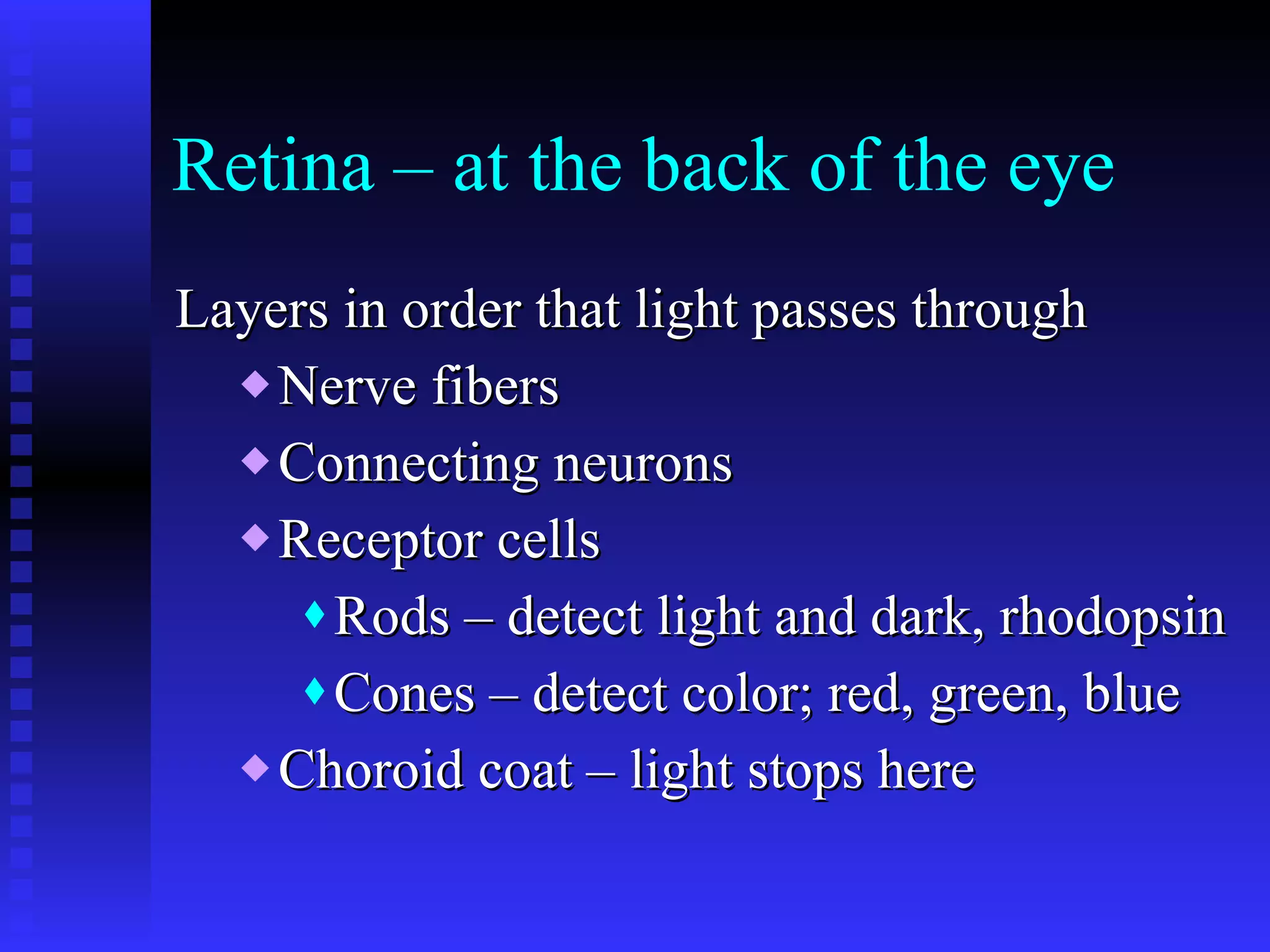 Retina – at the back of the eye Layers in order that light passes through Nerve fibers Connecting neurons Receptor cells Rods – detect light and dark, rhodopsin Cones – detect color; red, green, blue Choroid coat – light stops here 