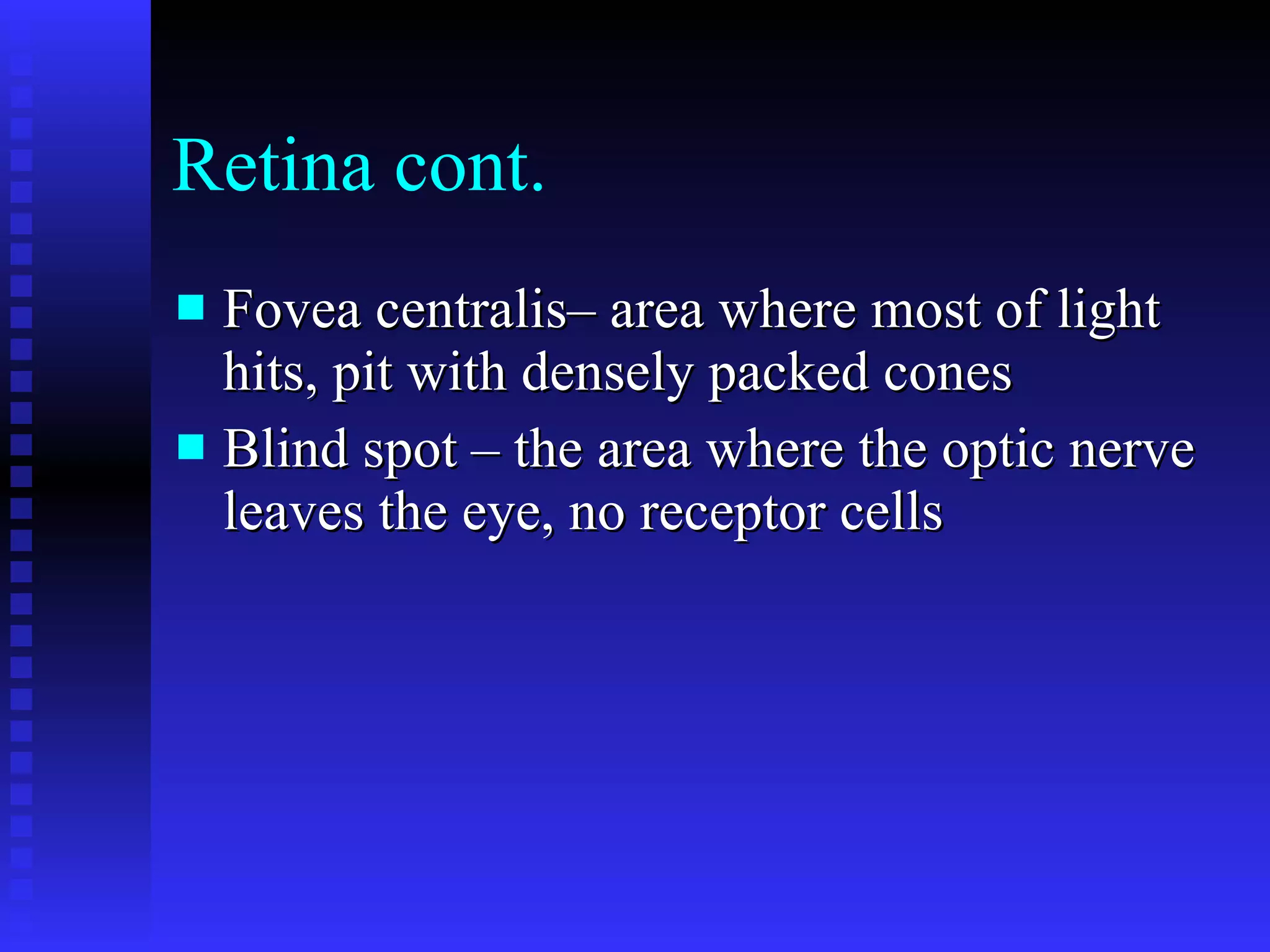 Retina cont. Fovea centralis– area where most of light hits, pit with densely packed cones Blind spot – the area where the optic nerve leaves the eye, no receptor cells 