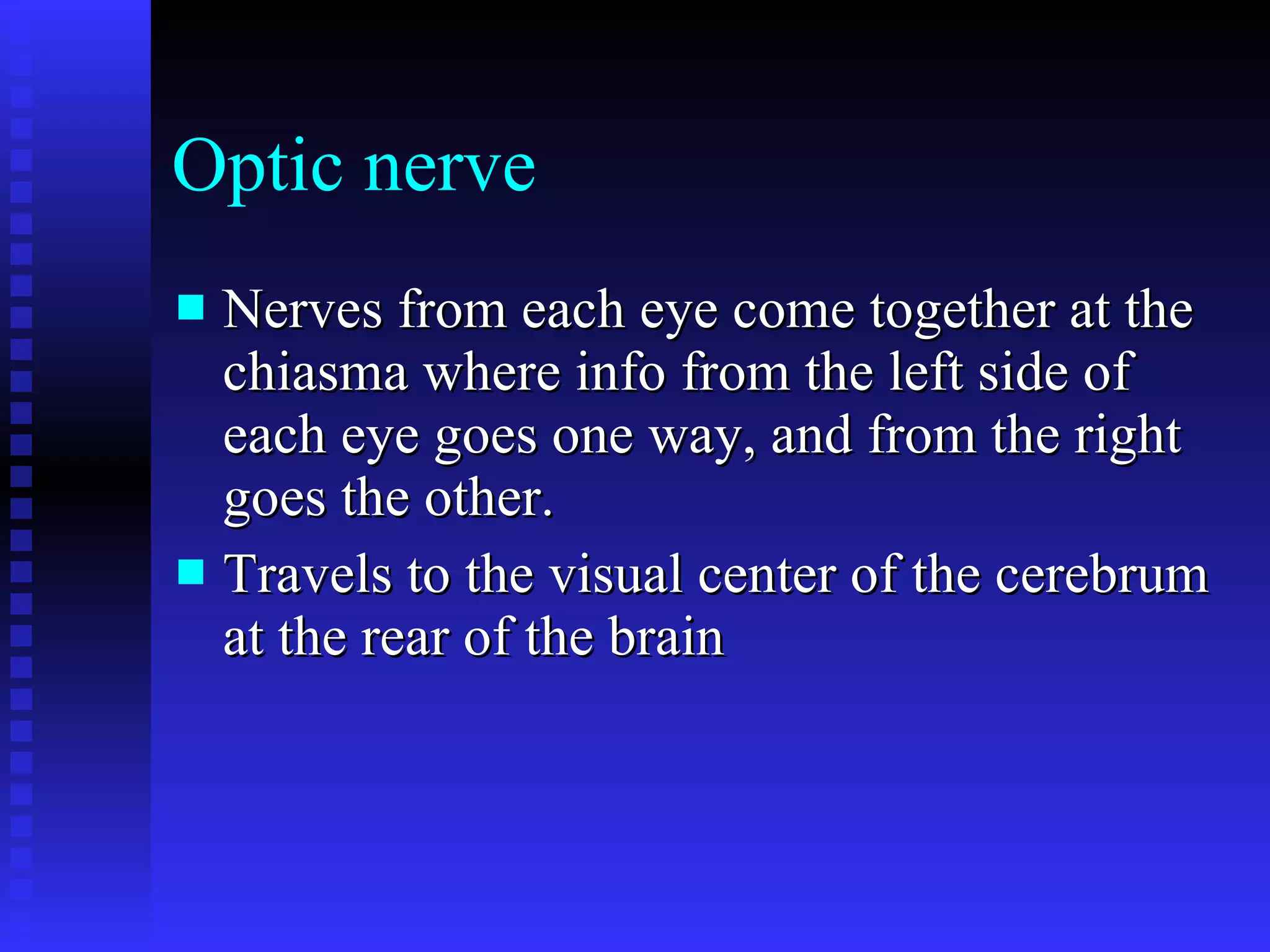 Optic nerve Nerves from each eye come together at the chiasma where info from the left side of each eye goes one way, and from the right goes the other. Travels to the visual center of the cerebrum at the rear of the brain 