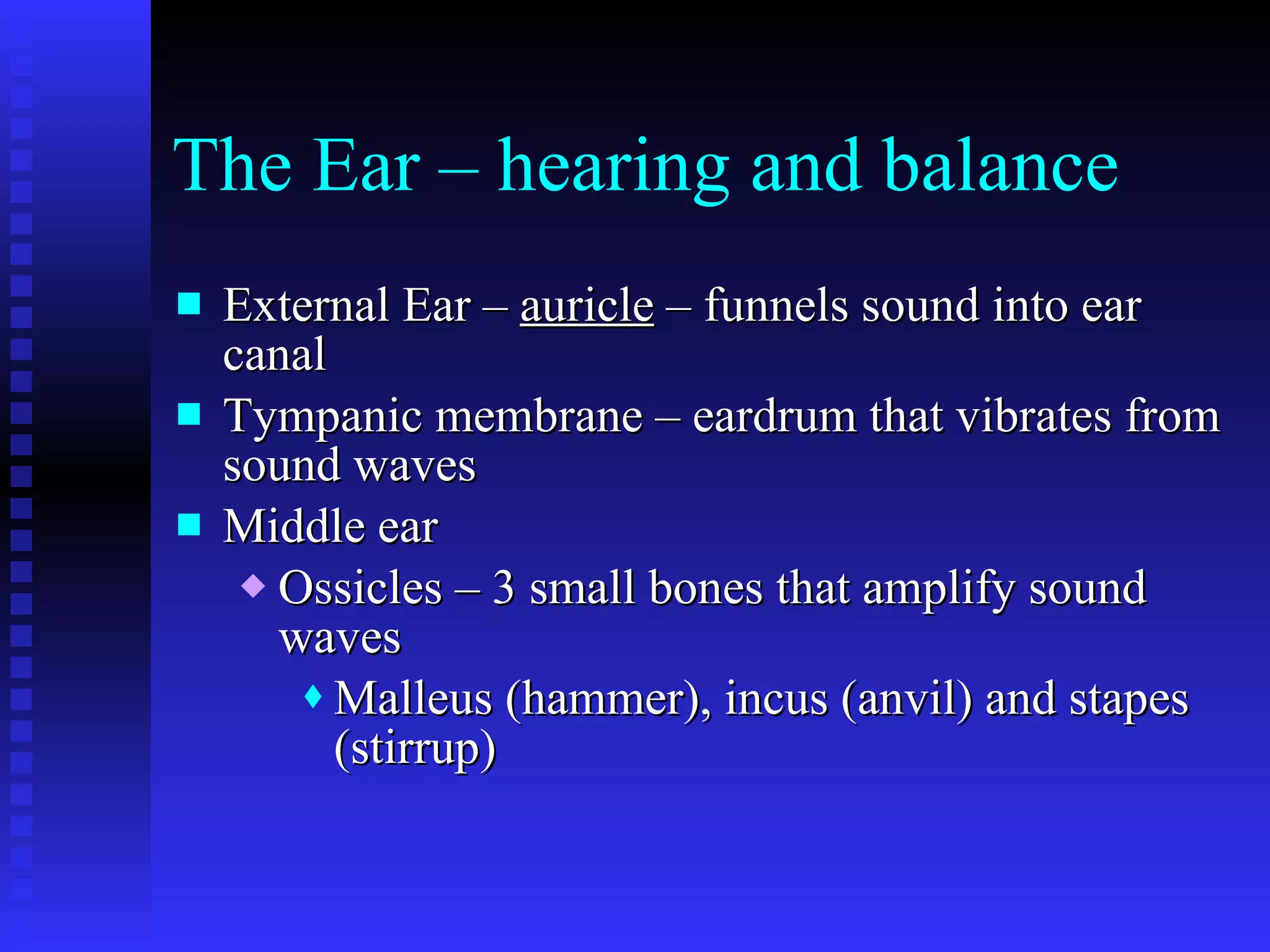 The Ear – hearing and balance External Ear –  auricle  – funnels sound into ear canal Tympanic membrane – eardrum that vibrates from sound waves Middle ear Ossicles – 3 small bones that amplify sound waves Malleus (hammer), incus (anvil) and stapes (stirrup) 