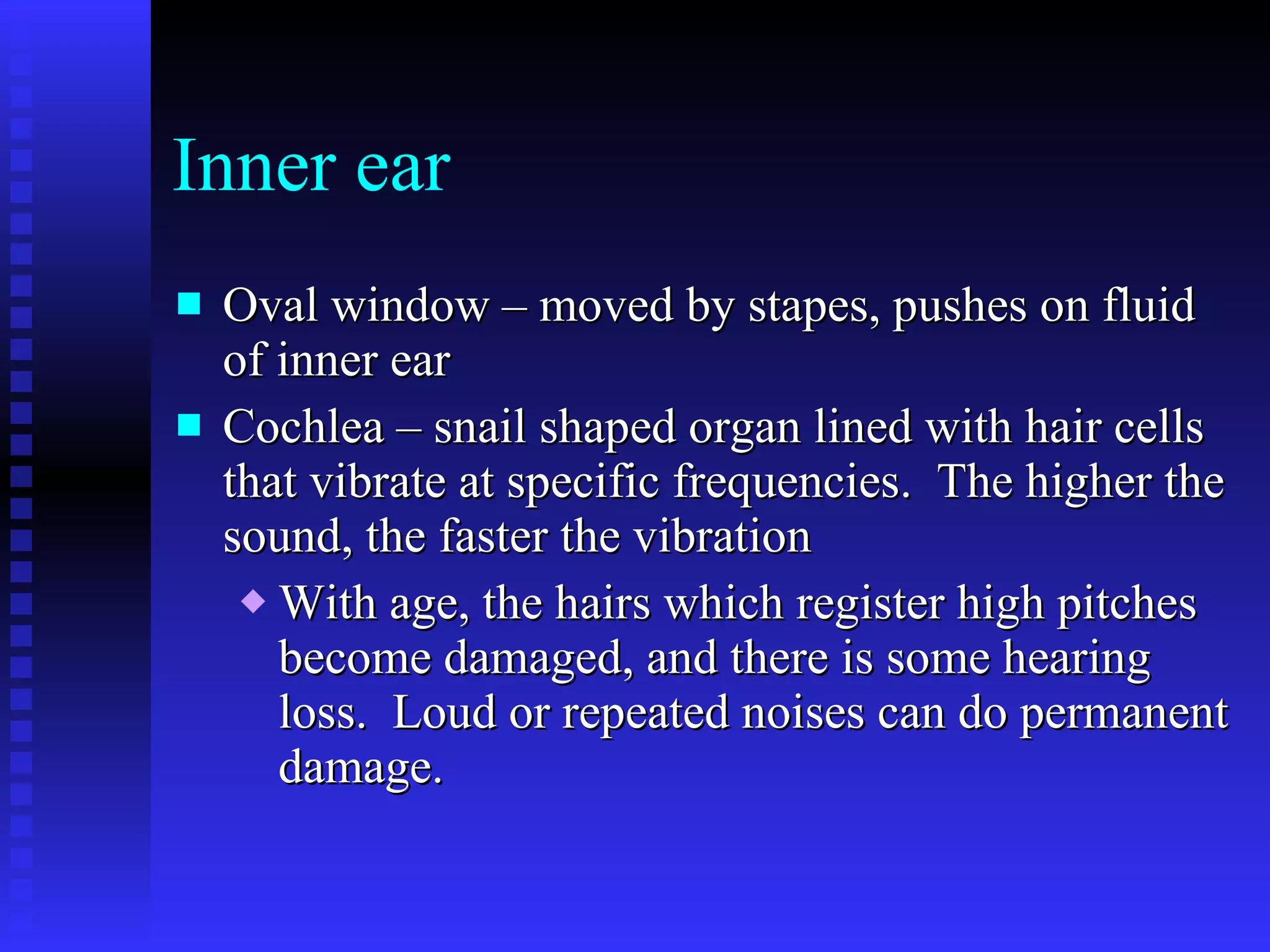 Inner ear Oval window – moved by stapes, pushes on fluid of inner ear Cochlea – snail shaped organ lined with hair cells that vibrate at specific frequencies.  The higher the sound, the faster the vibration With age, the hairs which register high pitches become damaged, and there is some hearing loss.  Loud or repeated noises can do permanent damage. 