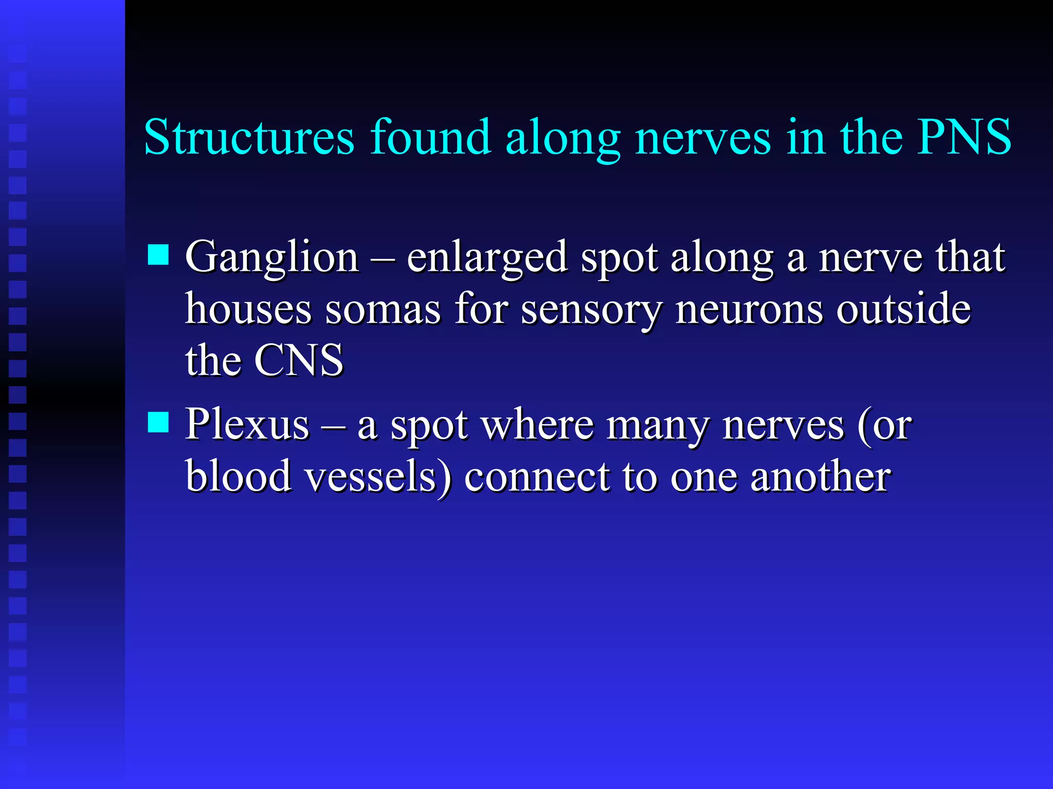 Structures found along nerves in the PNS Ganglion – enlarged spot along a nerve that houses somas for sensory neurons outside the CNS Plexus – a spot where many nerves (or blood vessels) connect to one another 