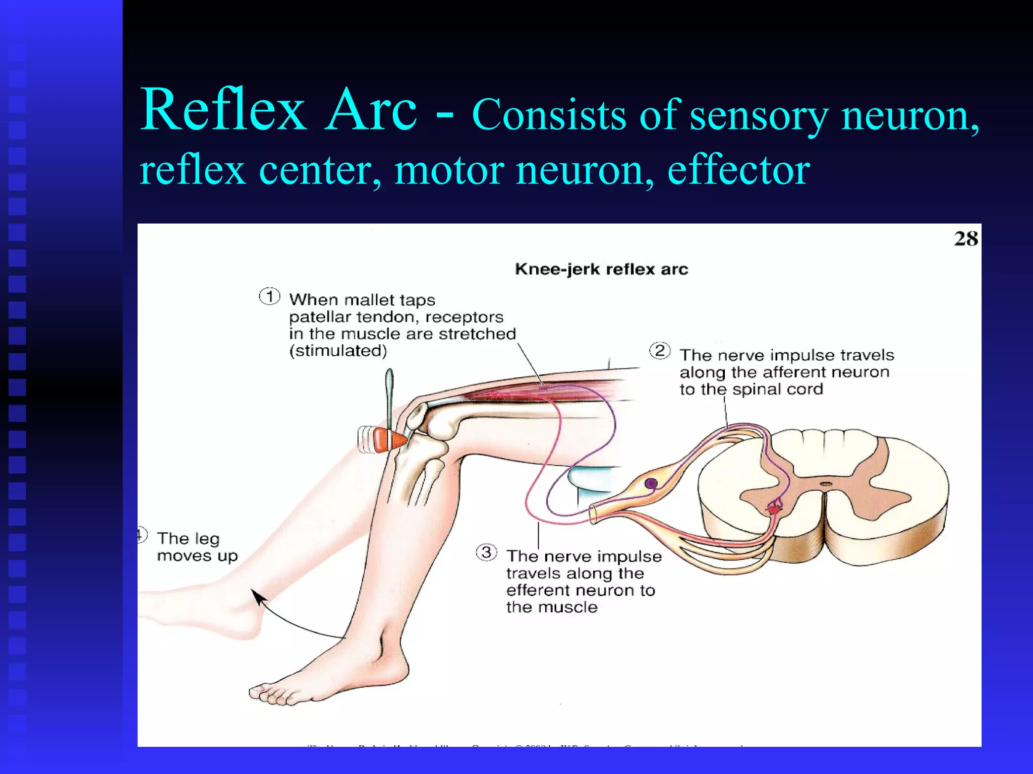 Reflex Arc -  Consists of sensory neuron, reflex center, motor neuron, effector 