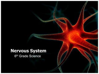 Nervous System 6th Grade Science 