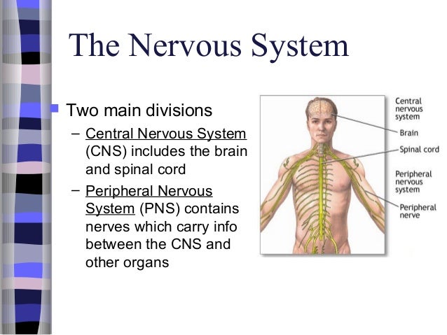 Nervoussystem 110516205922-phpapp02