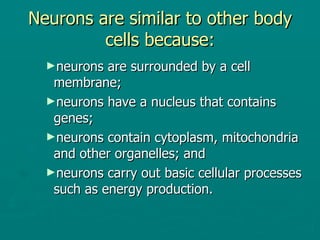 Neurons are similar to other body cells because: neurons are surrounded by a cell membrane; neurons have a nucleus that contains genes; neurons contain cytoplasm, mitochondria and other organelles; and neurons carry out basic cellular processes such as energy production. 