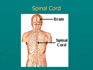 Spinal Cord 