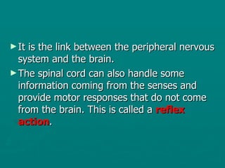 It is the link between the peripheral nervous system and the brain. The spinal cord can also handle some information coming from the senses and provide motor responses that do not come from the brain. This is called a  reflex action .  